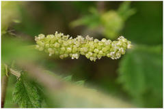 Girardinia diversifolia